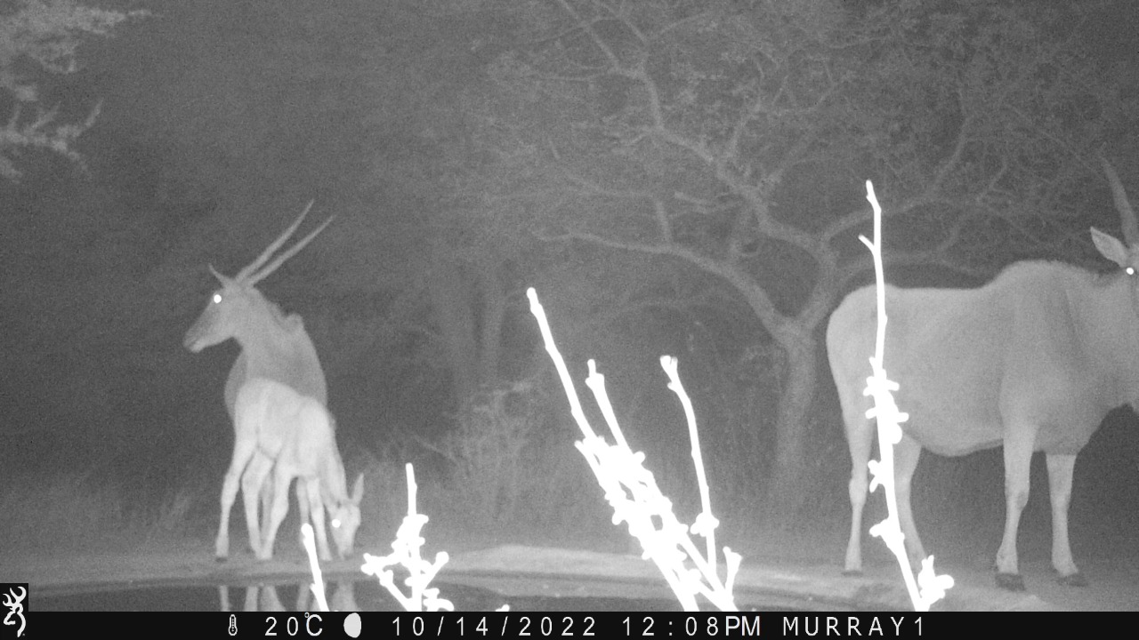 Baby eland spotted